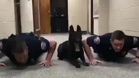Police Dog Shows Disapline In Press Up Challenge With Officers