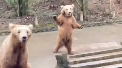 funny bear asks for food