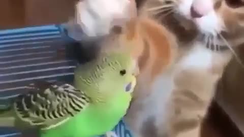 Lovely cat with the bird