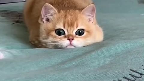 CUTE CAT