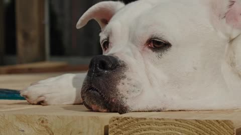 Huge dog and prestige, beautiful but sad 💔