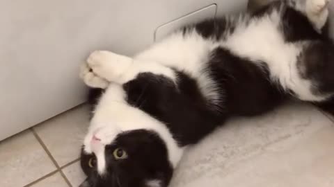 Beautiful tuxedo cat want some belly rub