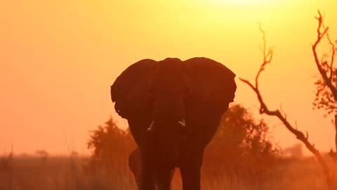 Elephant going to sleep