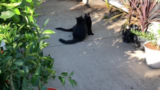 Home Depot Cats😻😻