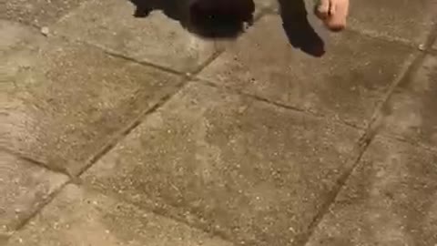 Dog trying to bite water