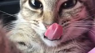 Cat Struggles To Control Its Tongue After Having A Surgery