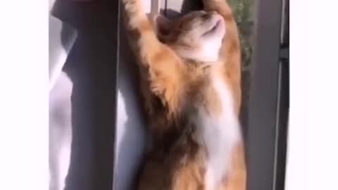 cat taking a refreshing sunbath