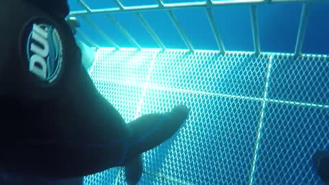 Great white shark swims into cage scary