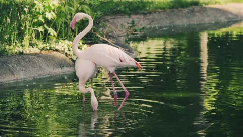 flamingo on the lake