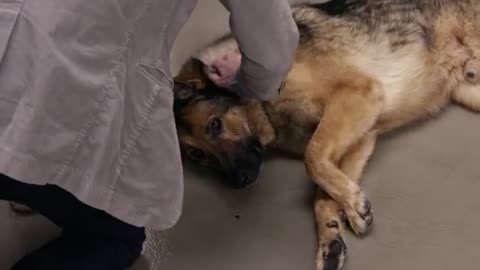 German Shepherd With Larry David