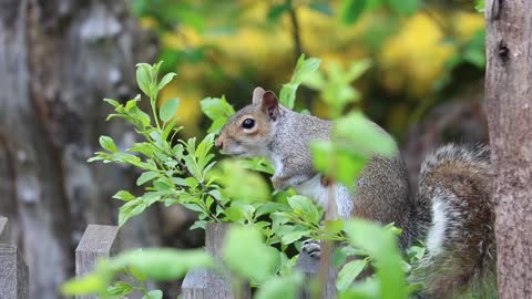 Squirrel- beautiful 🐿️