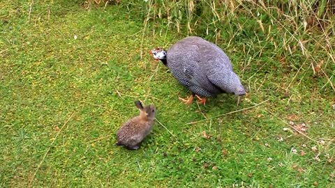 Baby rabbit befriends Guinea Fowl