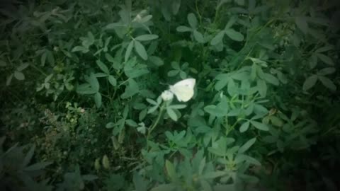 beautifull white batterfly