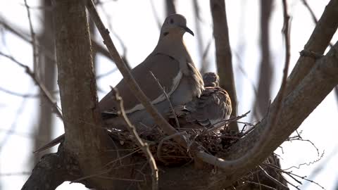 White-Winged Dove, Spring Texas 190327-2