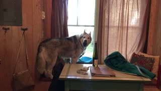 Stubborn Husky Protests When It's Time To End Vacation