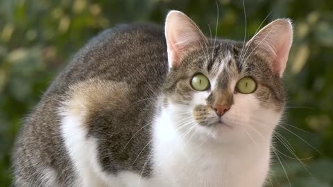 Watch the beauty of this cat's eyes, they are really beautiful