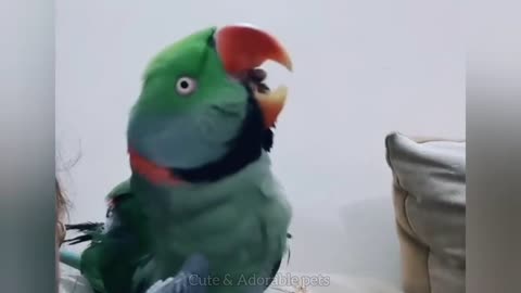 Smart Parrot Talking-Funny Birds Video | Naina 22 Parrot Lover