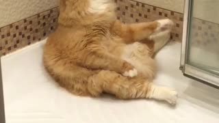 Cat Sits and Relaxes in Shower
