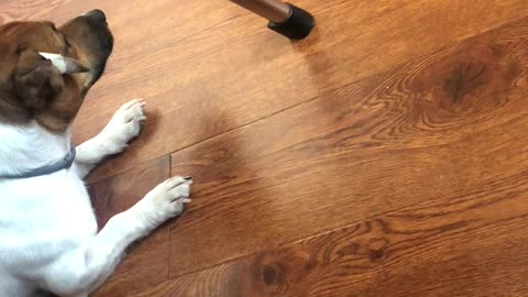 dog doesn't like robot vacuum cleaner