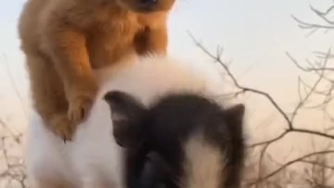 Cute dog and Pig babies video