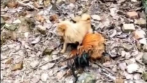 unbelieveble chicken vs dog fight