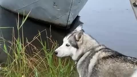 Smart Husky climbs ladder to board boat with people