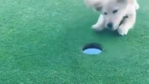 Dog places ball in hole then much excite