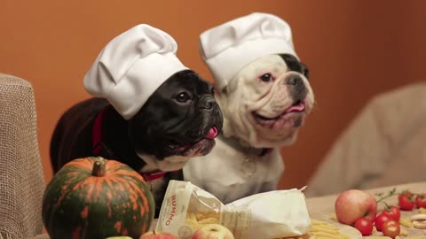 Chef Dog Cooks Dinner for Friends: Funny Dog #Rumble #youtube #Shorts