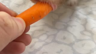 Hamster Wants to Consume the Entire Carrot