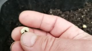 How I Sow Peas - Companion Planting Peas & Potatoes