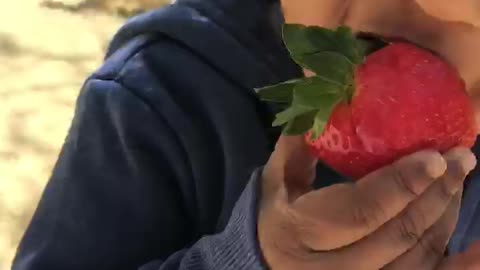 MORNING STROLL STRAWBERRY FOR BREAKFAST