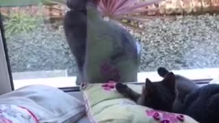 Kitten plays with cat window