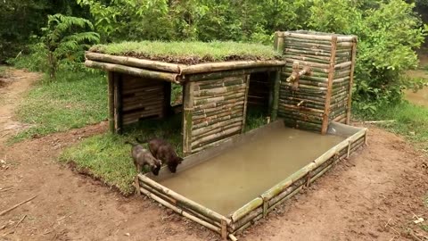 Build Beautiful Wild Dogs House With Shower Pool
