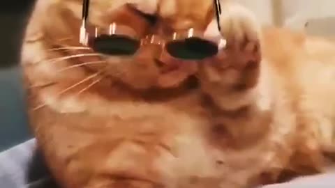 funny and cute cat video