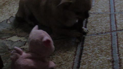 Small dog Chihuahua violently protects its bone from the toy pig