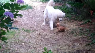 Chiweenie and Great Pyrenees