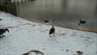 😄 Geese Slide Downhill on Ice