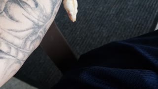 Albino boa constrictor