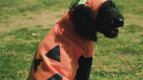 black dog in Halloween costume