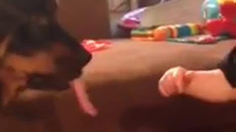 Niño intenta atrapar la lengua de un perro mientras lo besa
