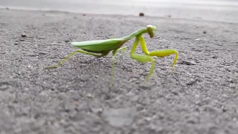 The green mantis moves over the music.