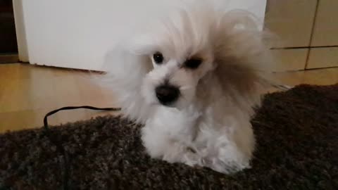 Dog's Majestic Flowing Hair Resembles A Shampoo Commercial