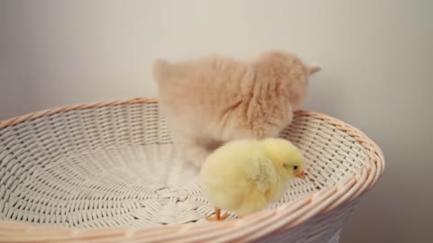 Kittens meet a chick