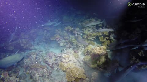 White tip sharks completely swarm reef for food