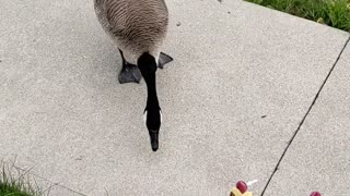 Canada Geese In front of my house