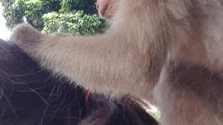 Being Groomed by a Monkey