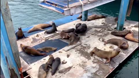 Galapagos sea lions hold epic burping contest on hijacked barge original clip_480p