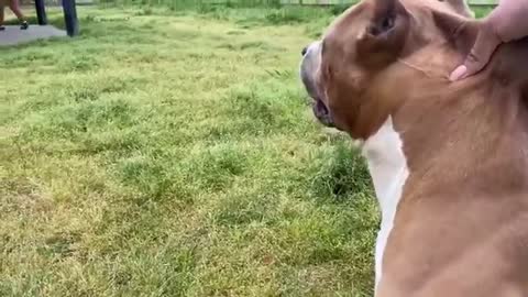 large german shephered attacks pitbull at Dog park .