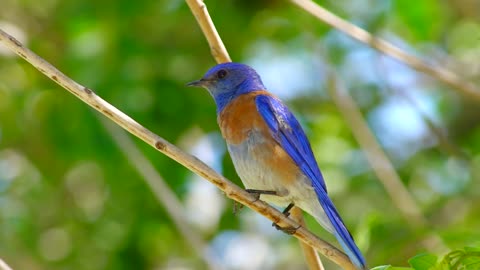 Bluebird nature