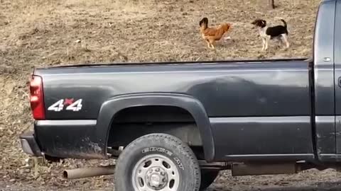 Funny Beagle and her chicken friend